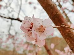 -桃花堤公园
