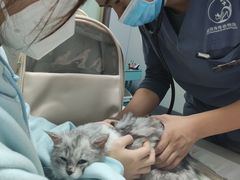 -伟伟宠物医院·瑞派猫友好医院·猫科(光谷店)