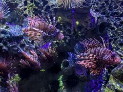 -太平洋海底世界