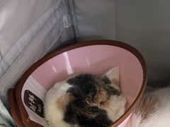 -乖乖宠物医院·猫科·急重症中心(车站北路分院)