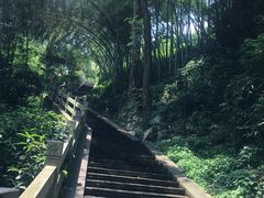 -龙井村