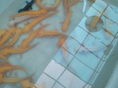 -中环花鸟鱼虫市场