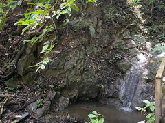 -西双版纳原始森林公园