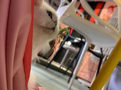 -喵屿·大理花园猫咖