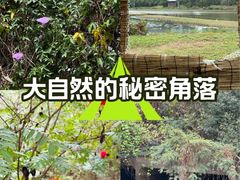 -华侨城湿地公园
