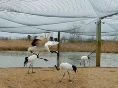 -盐城丹顶鹤湿地生态旅游区