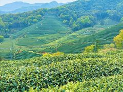 -龙坞茶村