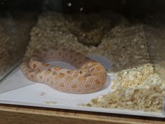 -酷以爬仙阁实体爬宠店·守宫·蜥蜴·专业繁育