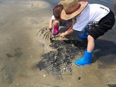 -红树林天天赶海