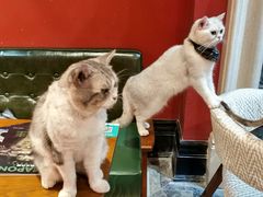 -猫色咖啡·猫咖