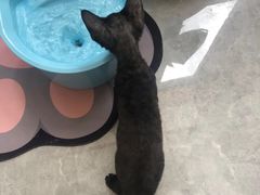 -山宅一喵德文卷毛猫舍