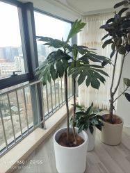 -HEYAN荷妍专业脱毛连锁机构