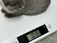 -东莞宠友24H宠物中心医院·转诊夜诊·异宠(新河北路院)