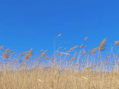 -野鸭湖国家湿地公园