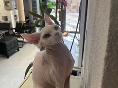 -琪喵猫屋·撸猫猫咖·猫舍