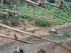 -西双版纳原始森林公园