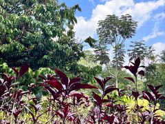 -中国科学院西双版纳热带植物园