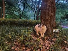 -徐家汇公园
