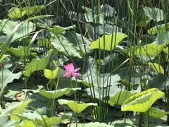 -羊亭河湿地公园