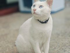 -博特宠物医院24h犬猫全科.骨科·异宠