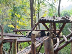 -成都大熊猫繁育研究基地