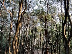 -火炉山森林公园