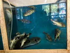 -天正河鲀·河豚亭(大连店)