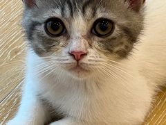 -猫咪派对(江南西店)