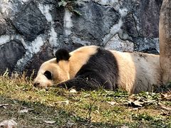 -都江堰中华大熊猫苑