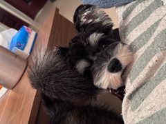 -FAELING PETS美天灵宠物(富力广场店)
