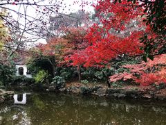 -秋霞圃
