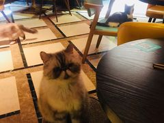 -猫色咖啡·猫咖
