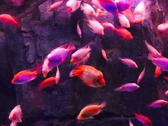 -烟台海昌鲸鲨海洋公园