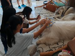 -星多哈·狗咖·拼豆·咖啡