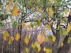 -北京西山国家森林公园