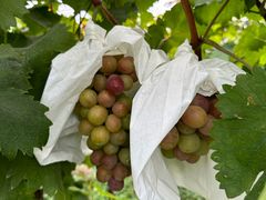 -马陆小张葡萄园农家乐