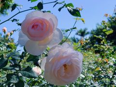 -人民公园(罗湖区)