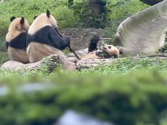 -都江堰中华大熊猫苑