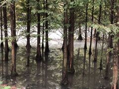 -桤木河湿地公园