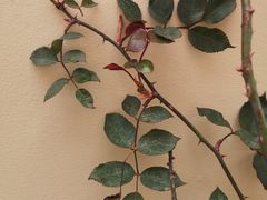 -西西弗书店&矢量咖啡(凯德晶萃广场店)