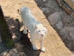 -西霞口神雕山野生动物世界