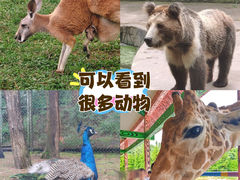 -贵州森林野生动物园