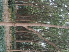 -黄兴公园