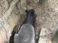 -清迈夜间动物园