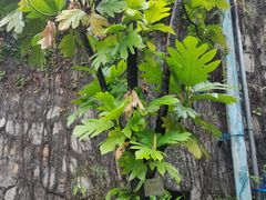 -广州神农草堂中医药博物馆