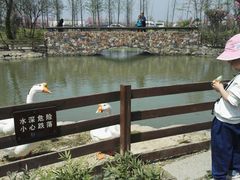 -田园东方蜜桃村的田野营地