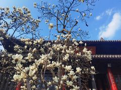 -灵谷景区