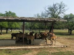 -西安秦岭野生动物园