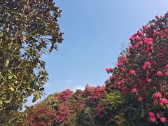-贵州百里杜鹃风景名胜区