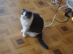 -MOYOYO猫咪咖啡店
